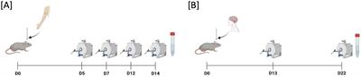 In vivo characterization of brain tumor biomechanics: magnetic resonance elastography in intracranial B16 melanoma and GL261 glioma mouse models